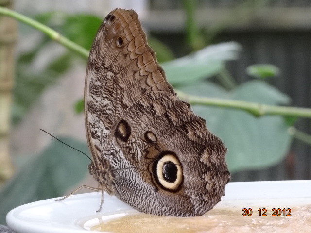 A butterfly in the garden