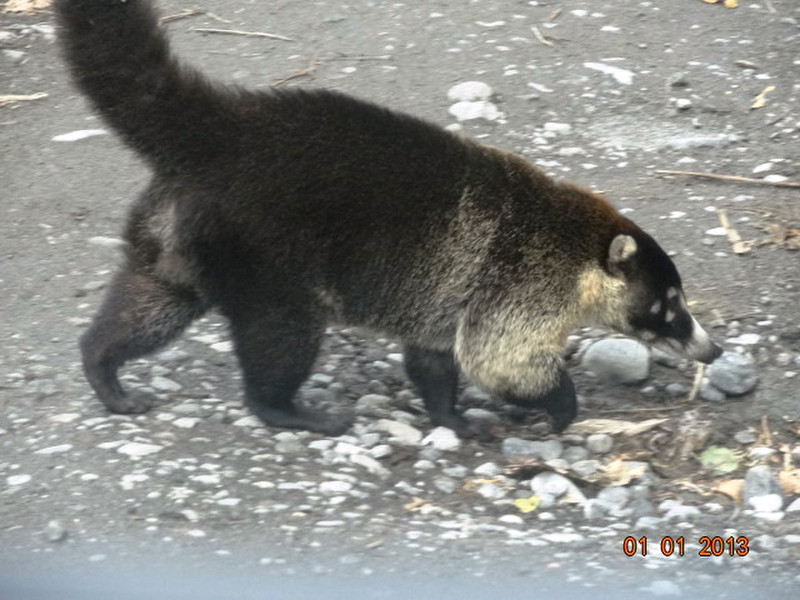 A racoon searching for food