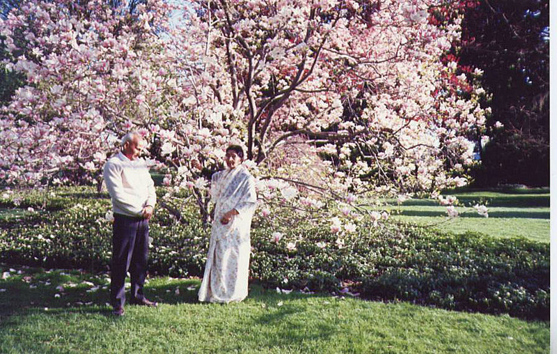 Cherry Blossom - Niagara on the Lake