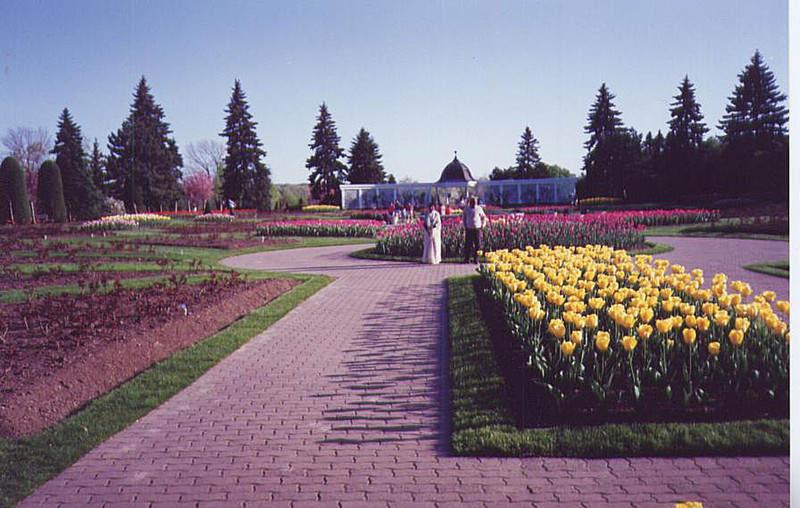 Tulip garden - Niagara on the Lake