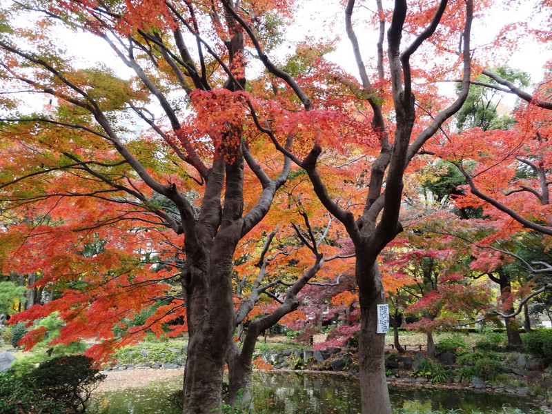 Amazing fall colours! Tokyo