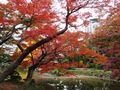 Stunning Fall Colours! Tokyo