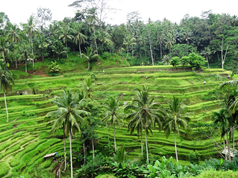 Rice terrace in Ubud