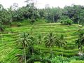 Rice terrace in Ubud