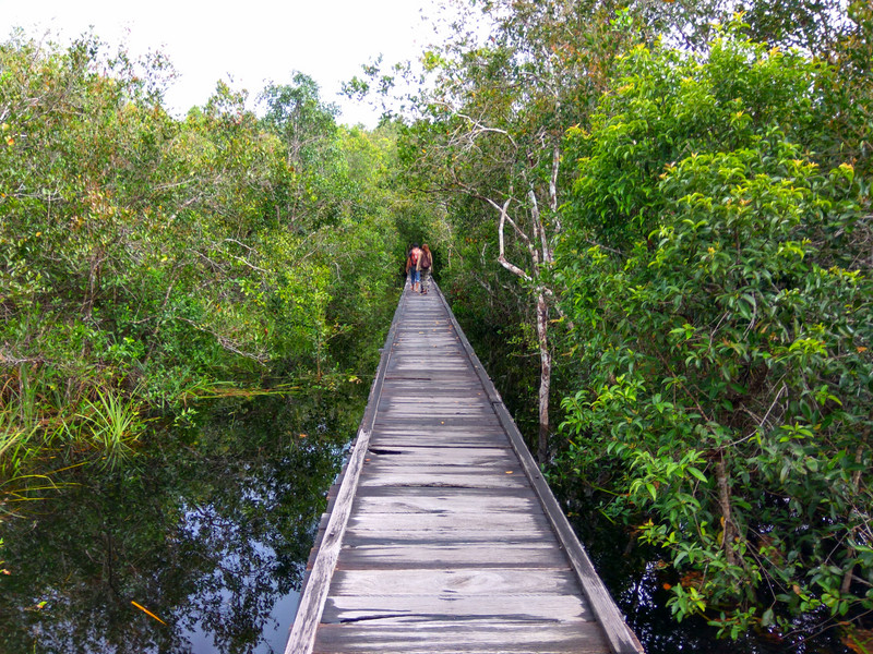 Boardwalk over swamp in Tanjung Puting