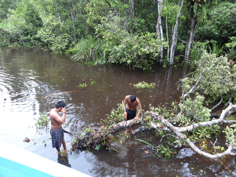 Clearing tree in shalow water