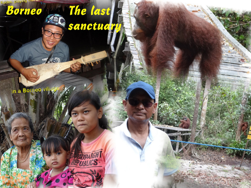 Borneo - the last sanctuary
