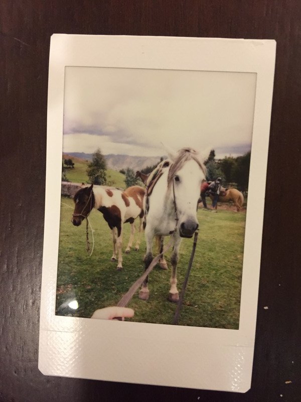 Polaroid Horses