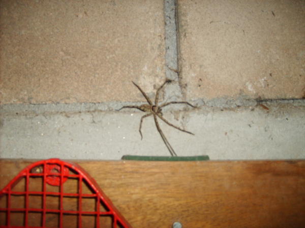 Bathroom spider