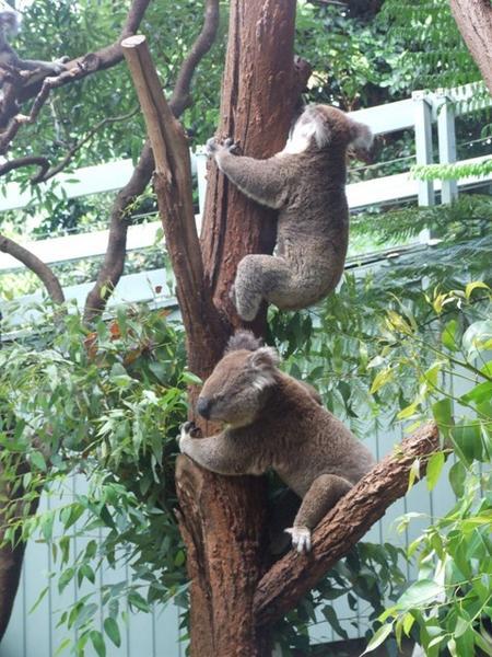 Koala - don't call us bears!
