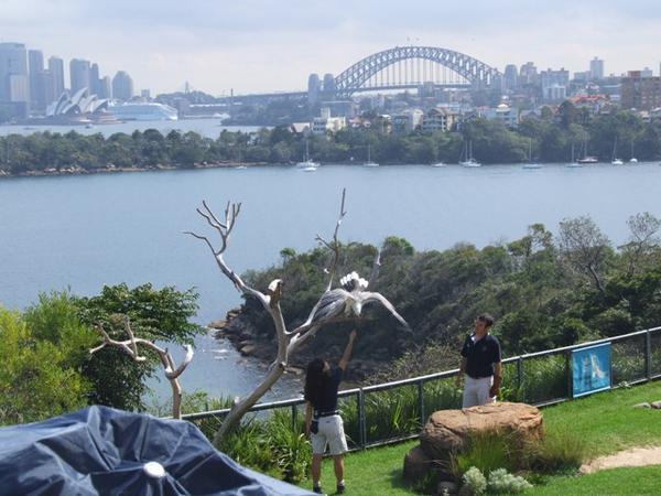 The view of Sydney from the Bird Show
