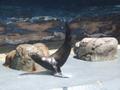 Seal show