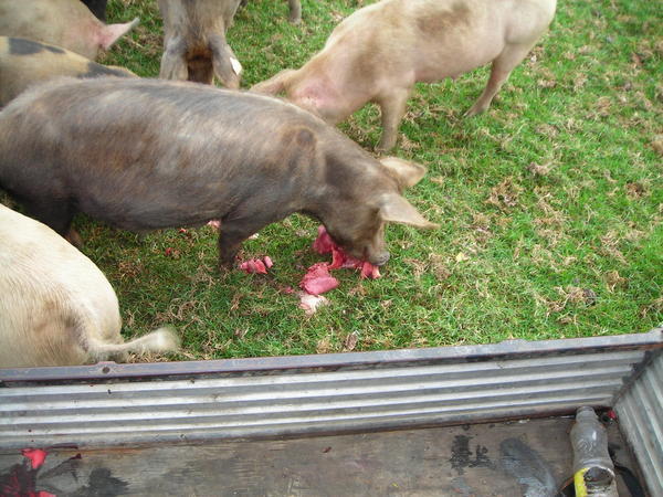 insides of a sheep been eaten by a pig at random maori farm 