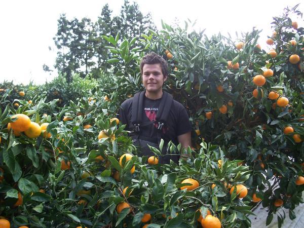mandarin picking 
