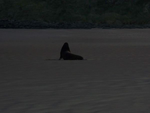 seal at sunset, cannibal bay 