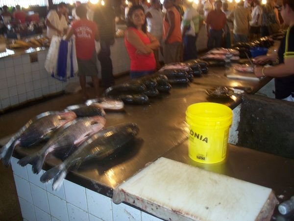 Manaus fish market 