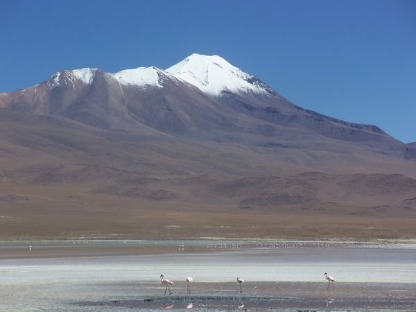 Flamingos in the andes 