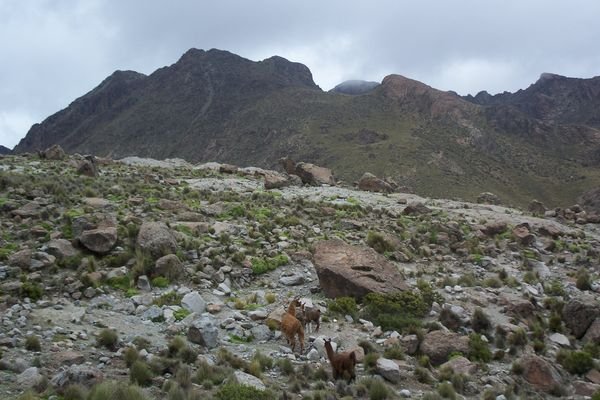 stalking Llamas through the bolivian mountains