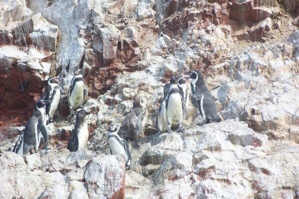 Pènguins on Islas Ballestas