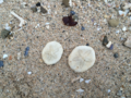 Sand_Dollars_and_Sea_Glass, Sea Glass Beach, Okinawa