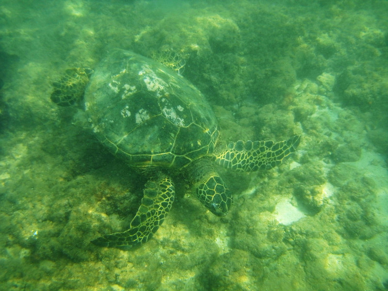 Sea Turtle in the Shallow Water