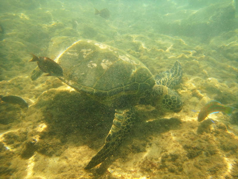Sea Turtle at Paradise Cove Public Beach
