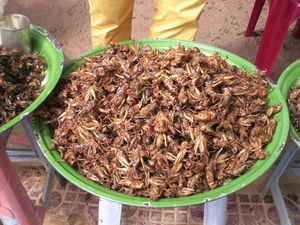 Crickets eaten like peanuts