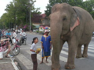 Elephant walk along Sisowath Quay,PP