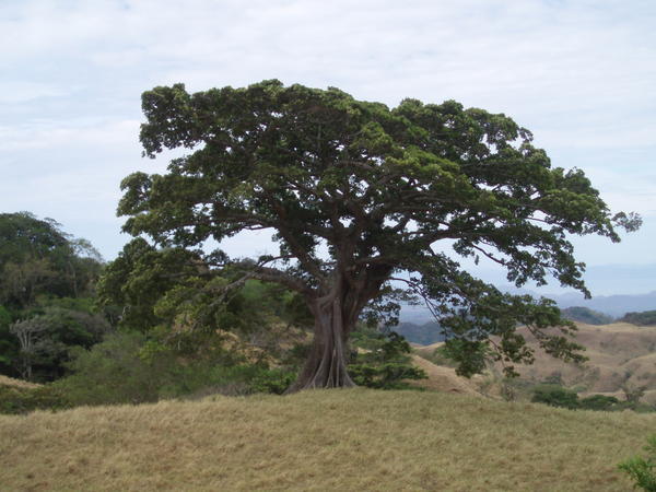 Nationalbaum von Costa Rica