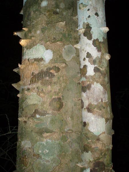 Stachliger Baum I