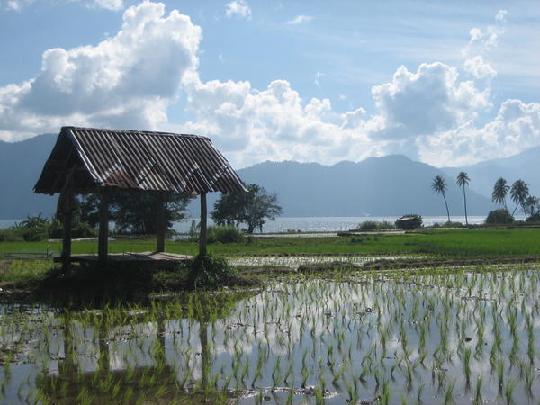 Rice Fields in Maninjau
