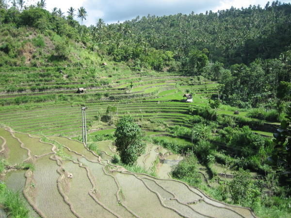 Rice Terraces between Tirtagangga and Amed