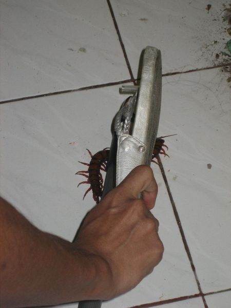 Killing the Centipede