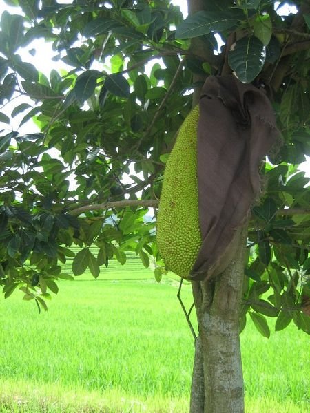 Jackfruit (Nangka)Tree