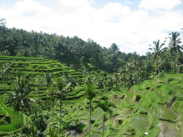 Rice Terraces on the Slopes of Gunung Batur #1