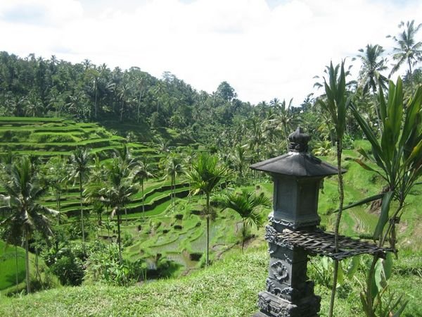 Rice Terraces on the Slopes of Gunung Batur #2