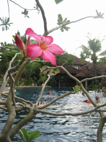The Pool of Puri Bali #1