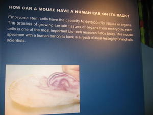 Mouse with Human ear