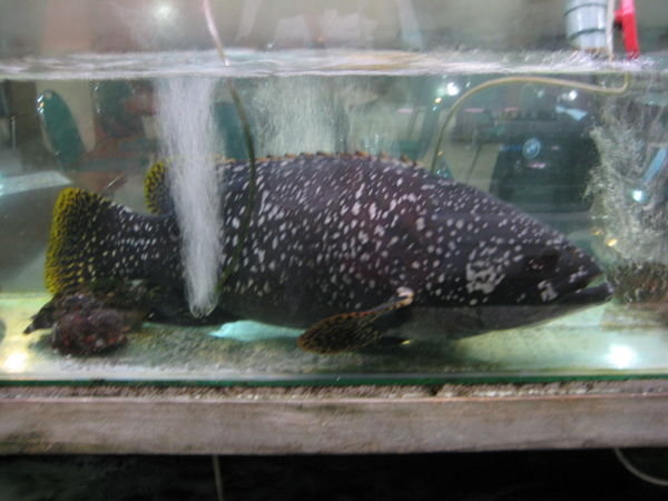 ginormous fish...it kinda looks sad