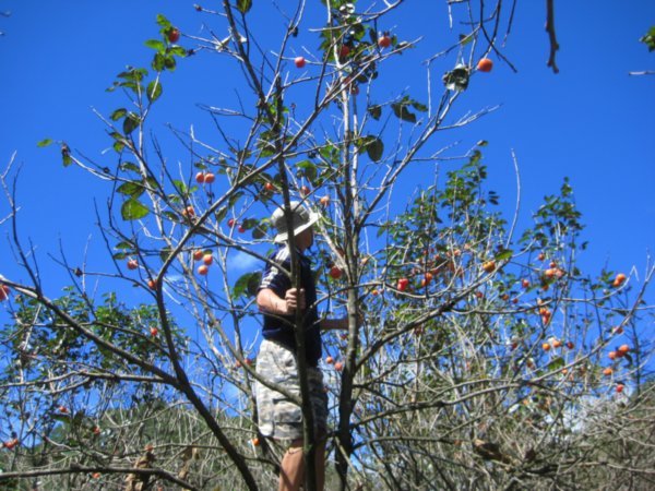 picking persimmons