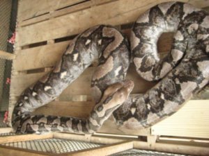 300 pound python