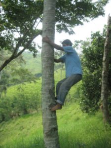 The animal taming tree climber