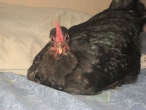 the hen in my bed