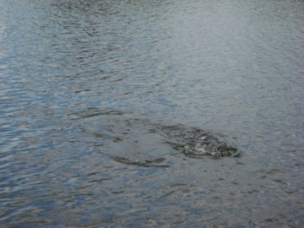 the gator near our boat