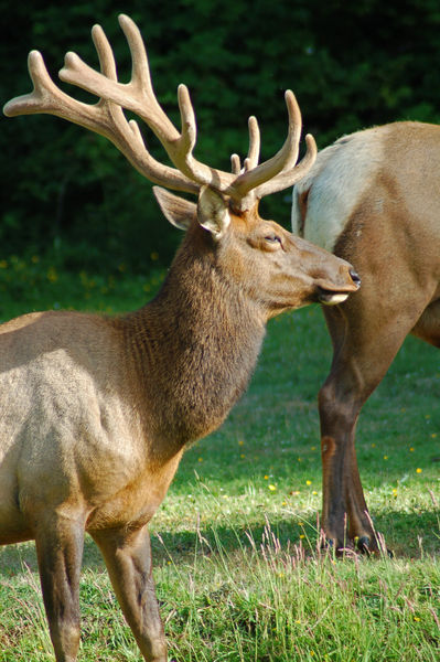 Roosevelt elk