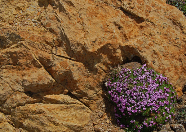 Alpine rock and flower
