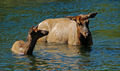 Elk in the river