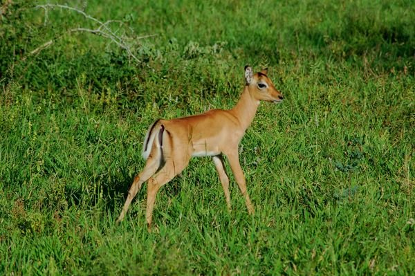 baby impala