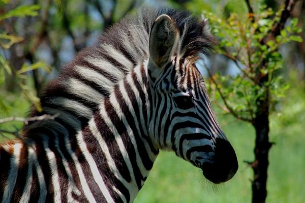 baby zebra mohawk