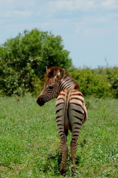 baby zebra posing